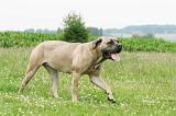 CANE CORSO 1118